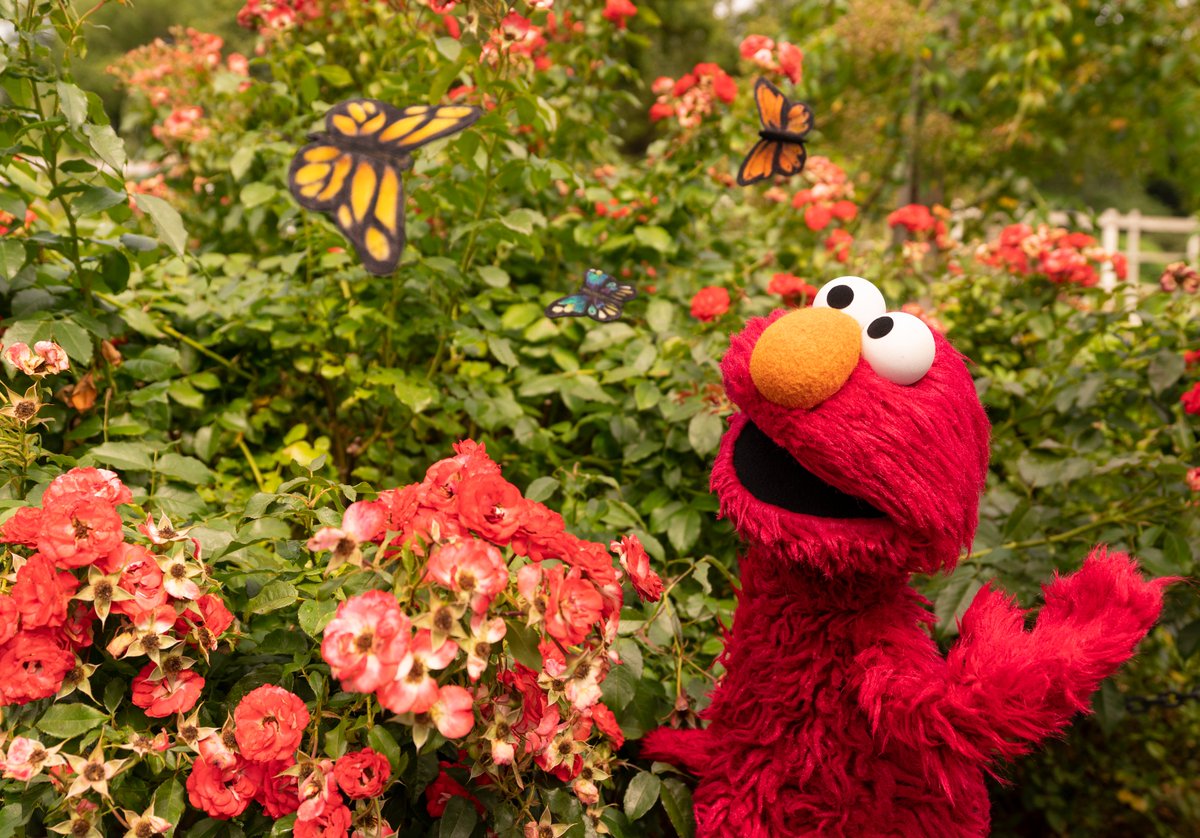 Elmo wonders what being a butterfly would be like? 🦋🤔