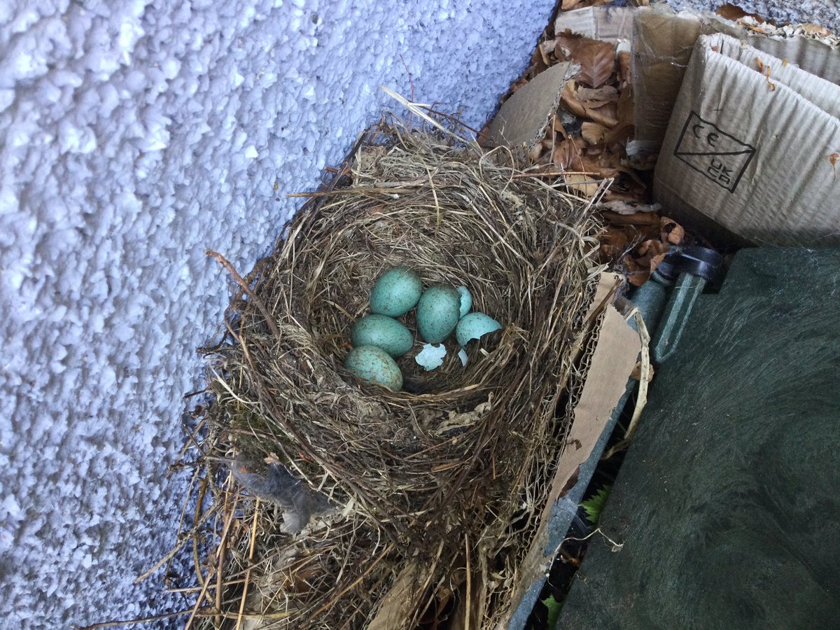LumsdenPrimary's tweet photo. Was looking at what areas needed a tidy up in the garden and found this magical nest behind the lid of the open compost bin. Nature sometimes has a way of telling you to leave the garden a bit messy! https://t.co/iipP1C9Esa