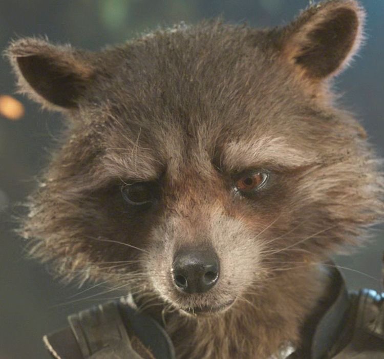 “nobody is perfect”
me: *ahem* 👇🏻
#RocketRaccoon