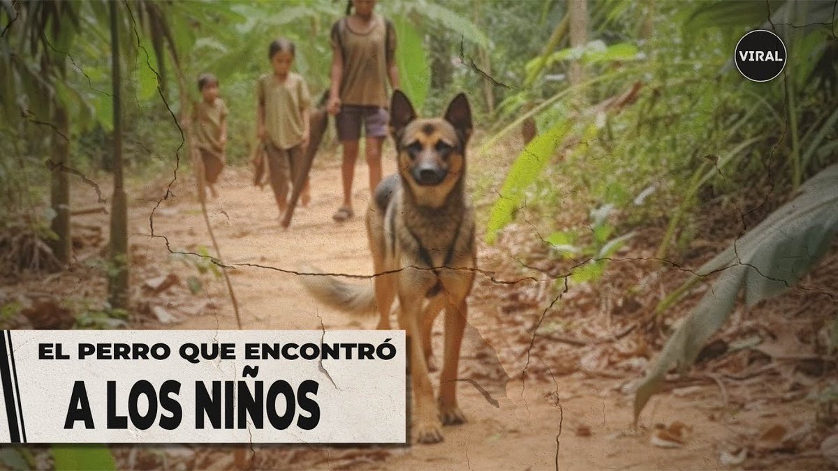 nataliavizcayam's tweet photo. Gracias Wilson por encontrar a los niños en el Guaviare. Definitivamente, los perritos son de las mejores creaciones de Dios🙏🏻🤍. https://t.co/1JETNsnNmq