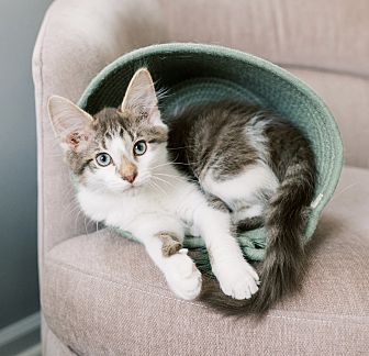 BillyTheKidden's tweet photo. Hi! I'm Woody, a Male Domestic Longhair Cat. #DomesticLonghair #Cat #BillytheKiddenRescue https://t.co/g748E3EG1d https://t.co/hTLHAcsRzu