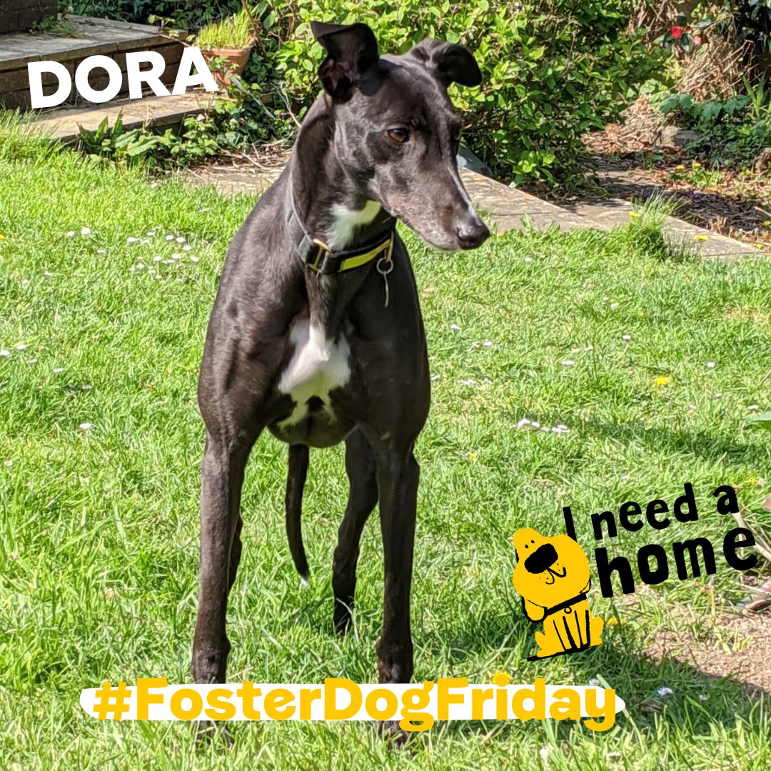 It's DORA in her foster carers' garden. She is living off-site while she waits for a home. 💛 Have you heard about our Home from Home Scheme? 
👉 bit.ly/3hgIzwn 
#FosterDogFriday #Greyhound #ADogIsForLife #AdoptFosterRescue 🐾