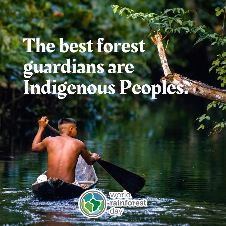 When equipped with the legal and financial resources necessary, Indigenous Peoples are the most effective at ensuring long-term, resilient forest preservation.
If we #LoveTheForest, we must support its primary guardians. #WorldRainforestDay