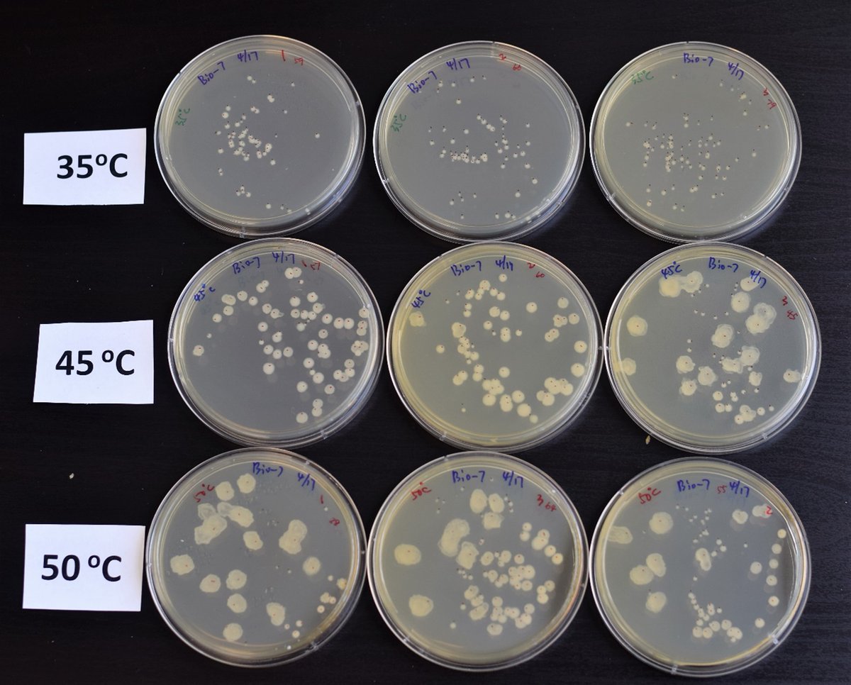 How do Bionetix® bacteria do in temps up to 50 °C? Find out in our news alert: ow.ly/lHIG50OJ9HJ #bionetix #ecofriendlyproducts #enviroment #ecoconscious