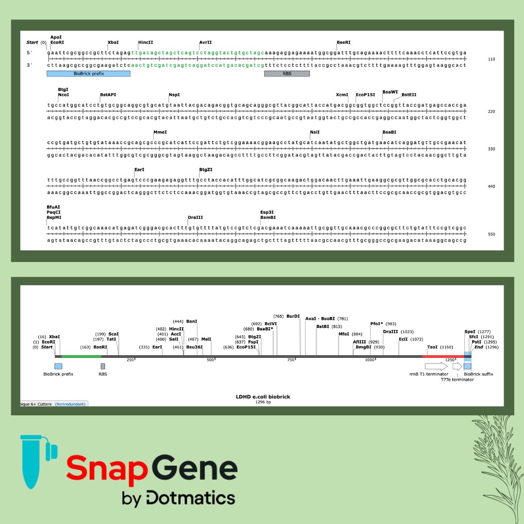 ur_igem's tweet photo. A big shoutout to SnapGene for sponsoring Team RoSynth! Thank you for supporting our project!

#igem #igem2023 #sponsorship #snapgene
@igem @UofR https://t.co/DOXIrPIflX