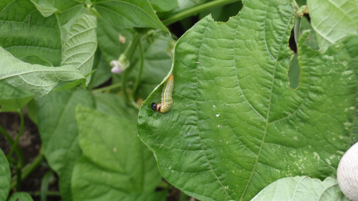 UFIFASEscambiaCo tweet media