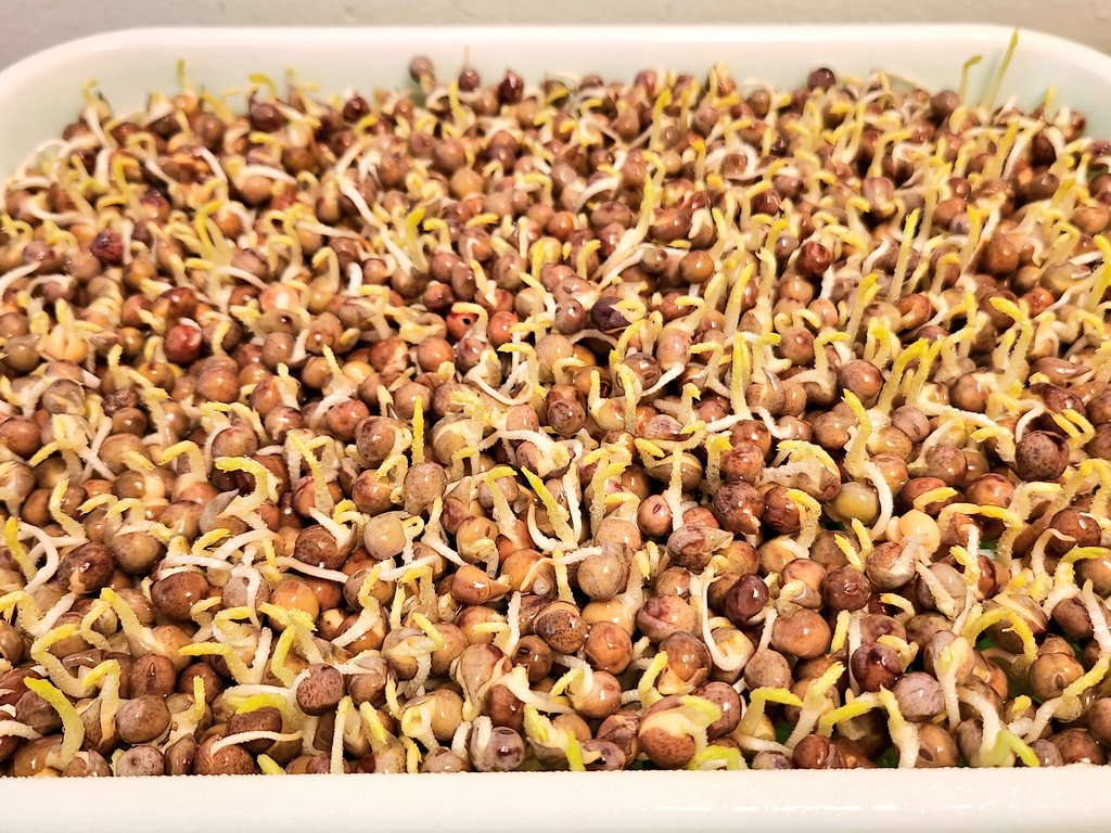 whitehorse144k's tweet photo. Pea sprouts popping!
#microgreens #sprouts #microhomestead https://t.co/9us9Vv8fGc