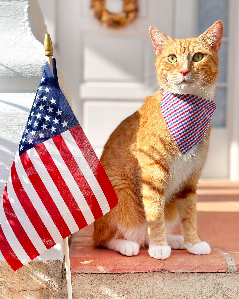 MadeByCleo's tweet photo. Red white &amp; cute.❤️🐈 🤍🐕 💙 25% OFF all Patriotic / IndependenceDay #catcollar, #catbowtie &amp; #catbandana styles! Also, collar charms, bells, flowers, metal buckle upgrades + AirTag holders are on sale! Expires Monday 6/12/23.✨ https://t.co/vAg7kaaU1s #pets #catsoftwitter #cats https://t.co/4uxdrdatNA