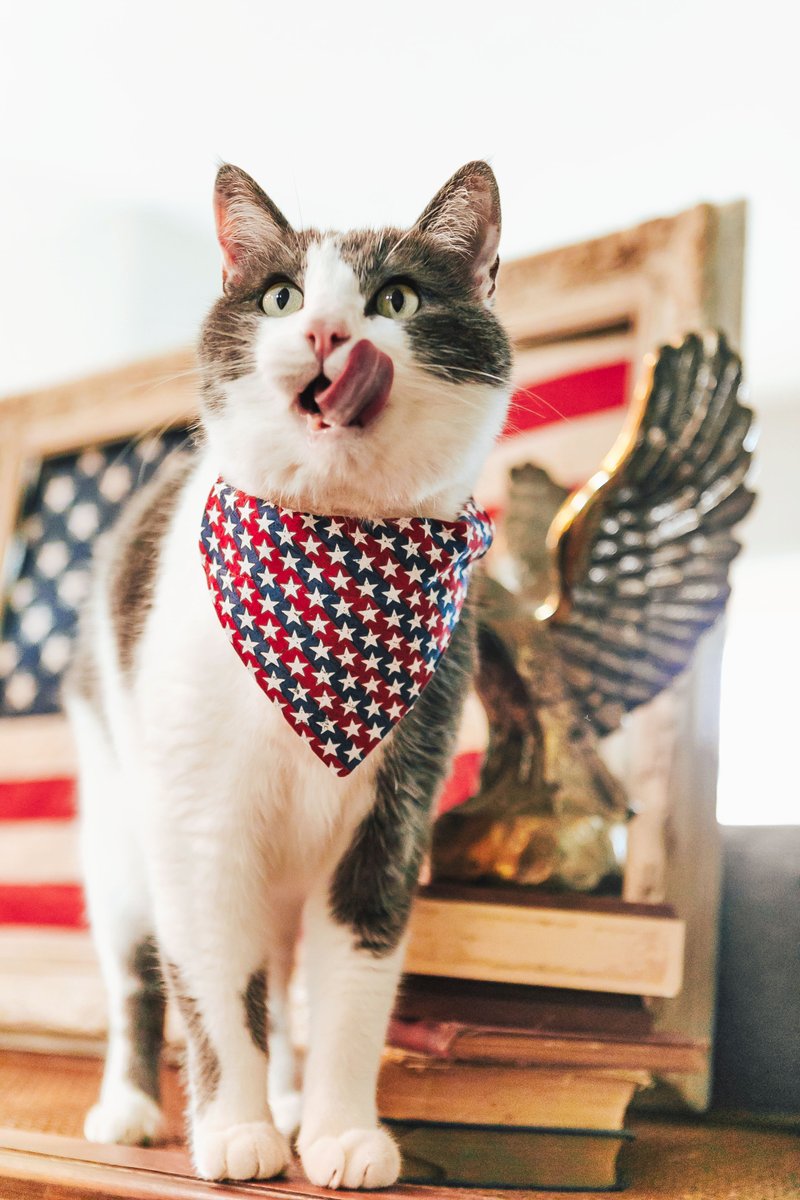 MadeByCleo's tweet photo. Red white &amp; cute.❤️🐈 🤍🐕 💙 25% OFF all Patriotic / IndependenceDay #catcollar, #catbowtie &amp; #catbandana styles! Also, collar charms, bells, flowers, metal buckle upgrades + AirTag holders are on sale! Expires Monday 6/12/23.✨ https://t.co/vAg7kaaU1s #pets #catsoftwitter #cats https://t.co/4uxdrdatNA