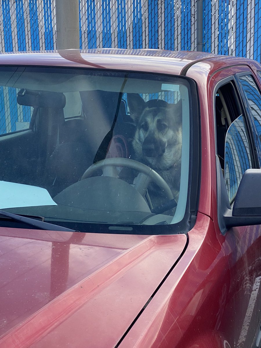 SaucyWalker63's tweet photo. #ThingsYouShouldAvoid
Letting your dogs drive. https://t.co/4XTmp1ASoe