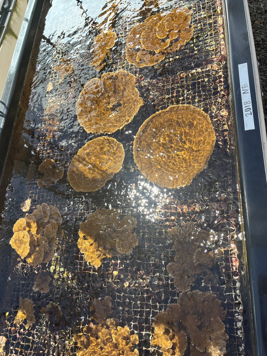 We’re hiring!! <a href="/NSF/">U.S. National Science Foundation</a> funded #postdoc position to study how coral reefs resist bleaching using #metabolome #microbiome. Awesome collab with <a href="/CoralResilience/">Coral Resilience Lab</a>. Apply apply apply! Share share share!!

careers.msu.edu/cw/en-us/job/5…