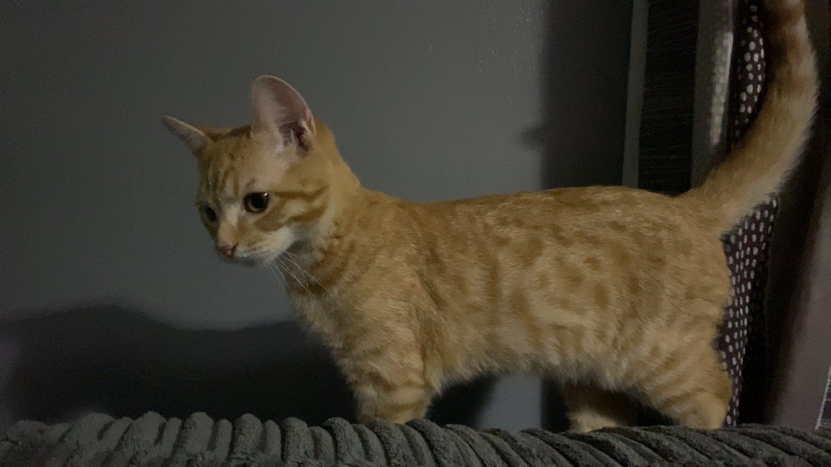 Such a gorgeous boy 🧡🧡

I love his bengal markings 🥰😍

#gingercat #gingertom #gingerbengal #bengalcat #mixedbreed #kitten #cat #ginger #UK #portsmouth #hampshire #pet #pets #cats #kittens #family #therapycat #therapypet #beautiful #animals #love #cute