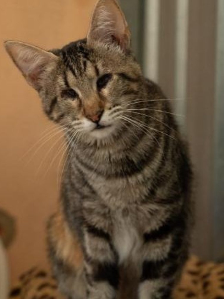 Erta2017's tweet photo. #Valencia

    "Tuitter, haz tu magia"

Mimi es ciega,  Maya apenas ve. Ambas tienen un vínculo precioso e inquebrantable 
Y sí, sería mágico encontrar un hogar feliz para ellas

❤️ #AdopcionResponsable  y conjunta.

 https://t.co/k3joQ4EqCf... https://t.co/IuRA0QesEy