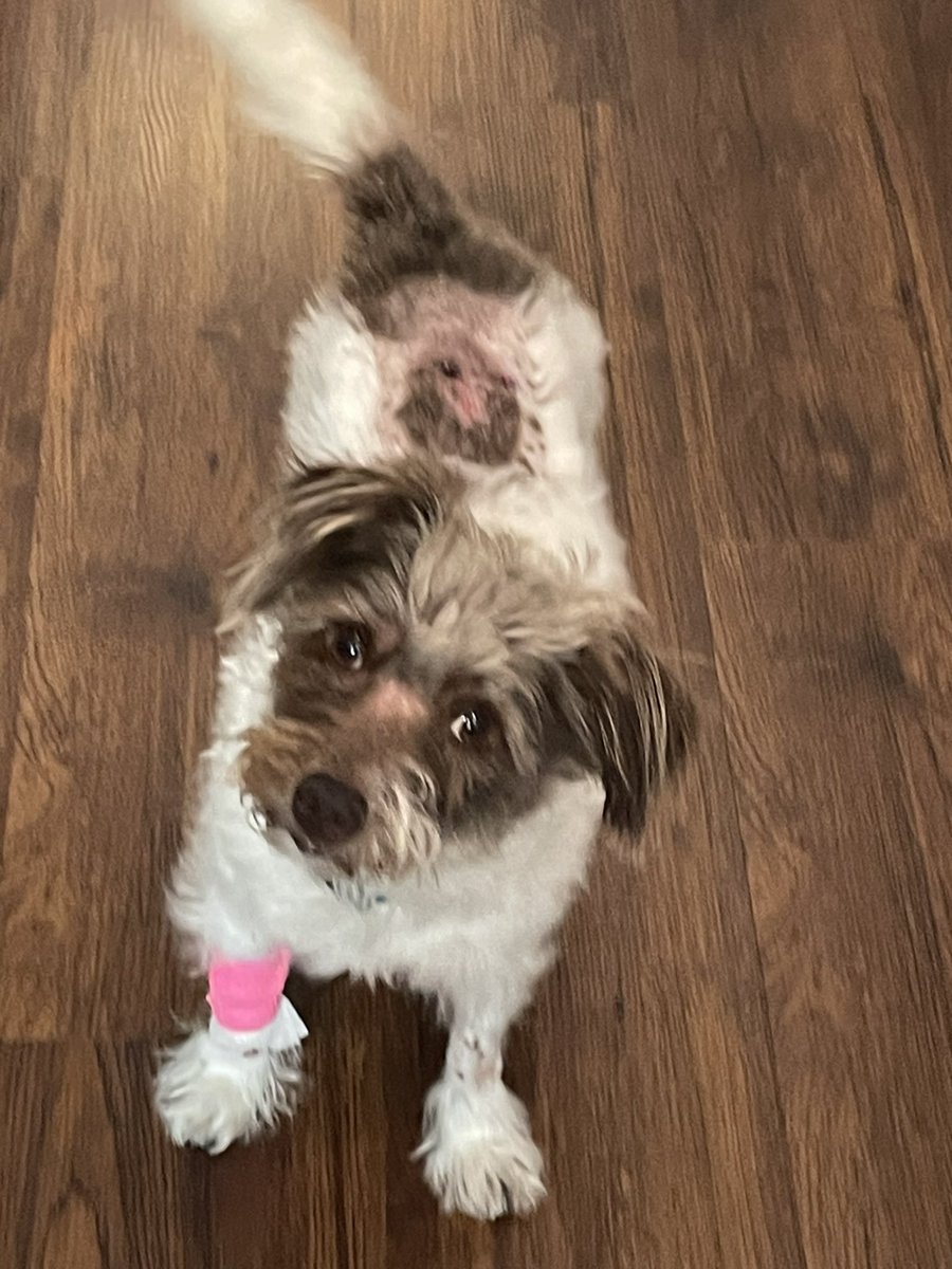 I don’t ugly cry in public very often (ever) but thanks to <a href="/OSUVetCollege/">OhioStateVetCollege</a> for handling all my mess! And for taking such care of this pup during her admission!  She just asked for her normal dinner for the first time in a month!
