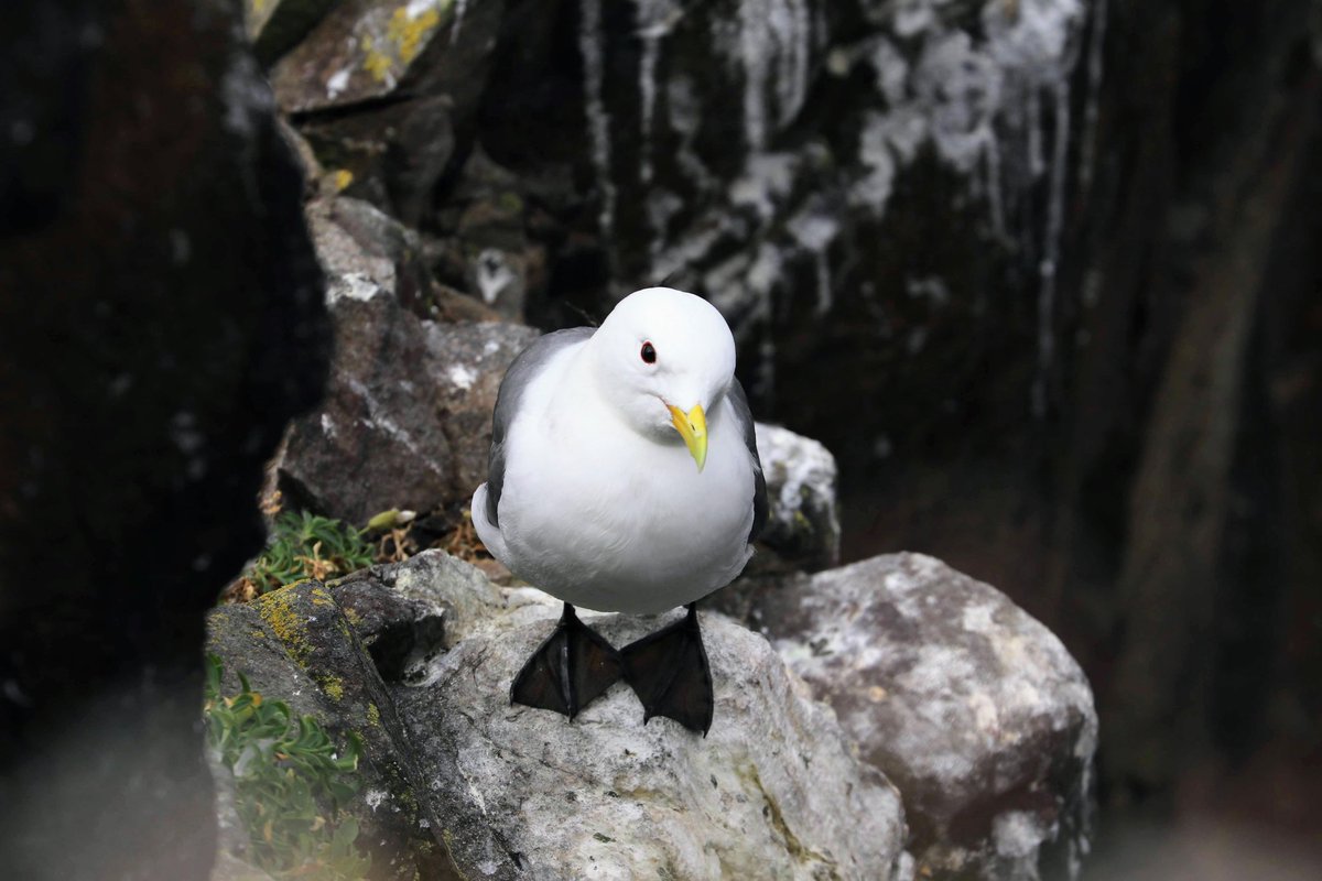 A lovely visit to the Isle of May yesterday for a team day with <a href="/Natural_Power/">Natural_Power</a>. Quite a contrast to activity even a month ago.