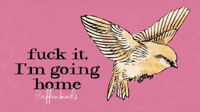 Effin' Birds (@effinbirds) on Twitter photo 