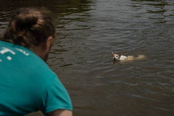 pravda_eng's tweet photo. 💔 The cat saw a boat with volunteers and swam for it! He meowed to be noticed. Fortunately, people heard and stopped
 
Photo: Danylo Pavlov/@the_ukrainians https://t.co/ytbYEPPs82