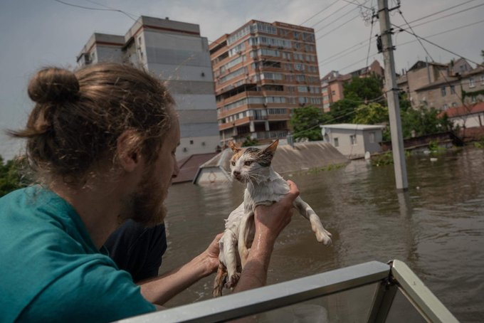 pravda_eng's tweet photo. 💔 The cat saw a boat with volunteers and swam for it! He meowed to be noticed. Fortunately, people heard and stopped
 
Photo: Danylo Pavlov/@the_ukrainians https://t.co/ytbYEPPs82