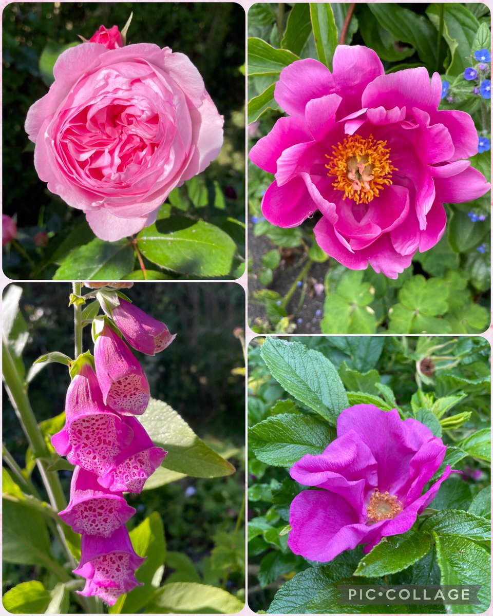 A late, late entry for #FlowersOnFriday and #PinkFriday 9.6.23, with roses, foxgloves and peony from my garden and the neighbourhood this week 🩷