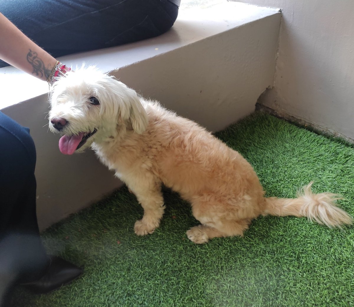 #ENCONTRADA #GUAYAQUIL 
Fecha: 09/06/23
Sector: Norte, Centro de Estudios Espíritu Santo
Sexo: Hembra
Raza: French
Observación: Pelaje color beige 
Contacto: (04) 380-4810
¡Ayúdala a volver con su familia!
#AlertaMePerdí