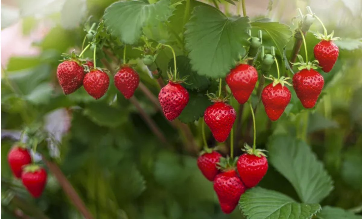 Expert Gardeners Swear By These 5 Strawberry Growing Hacks
bit.ly/3P6LDu8

#movingcompany #gardening #strawberries