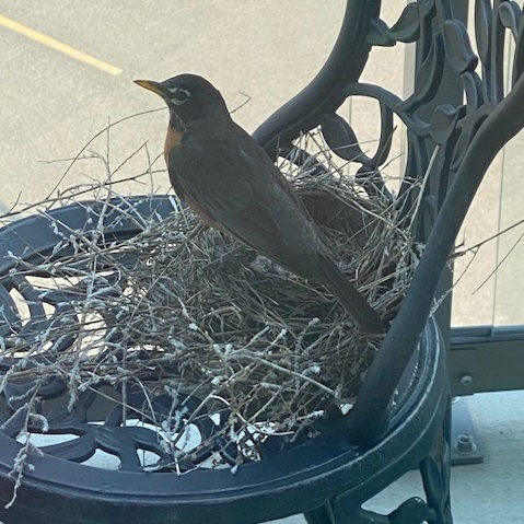 trinitymanor's tweet photo. Westerra welcomes three new residents!
#AssistedLiving #babybird #seniorliving
https://t.co/wztOHNPAYI https://t.co/JB7q3tC6wl