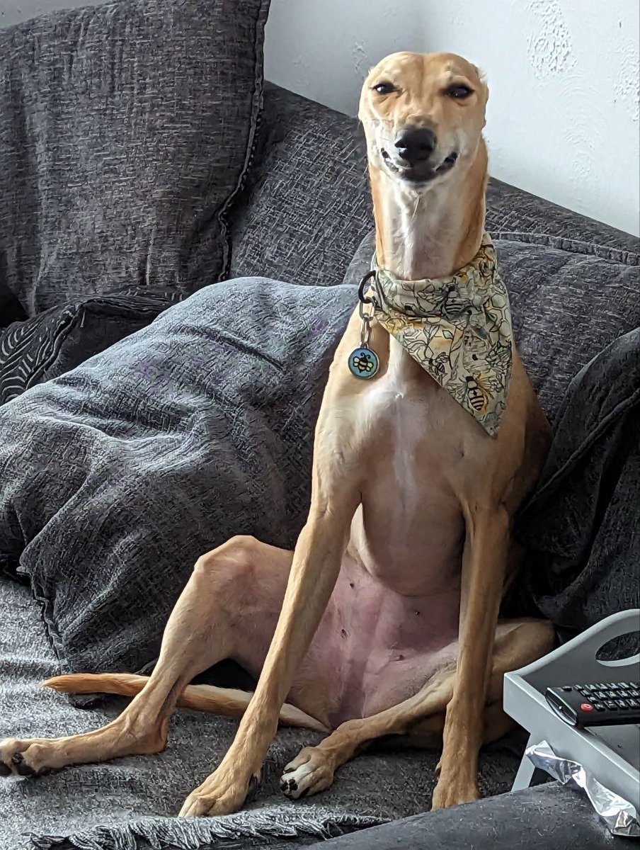 IndiTheBull's tweet photo. When the photographer asks you to smile for your school photo #longdog https://t.co/7sHnX11aGP