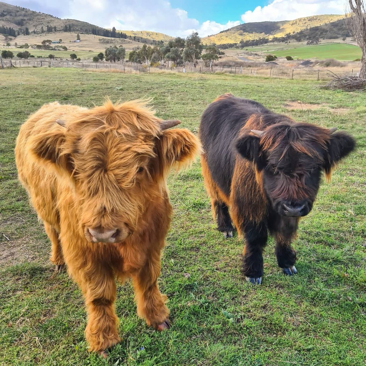 Mitchell Lyons tweet media