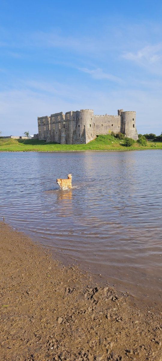 Very hot evening at Carew Castle this evening ❤️🏴󠁧󠁢󠁷󠁬󠁳󠁿🏴󠁧󠁢󠁷󠁬󠁳󠁿 @VisitPembs @MarkPerks2021 @wynneevans @ItsYourWales @BCTGB #welshsheepdog #welshpassion #LivingTheDream