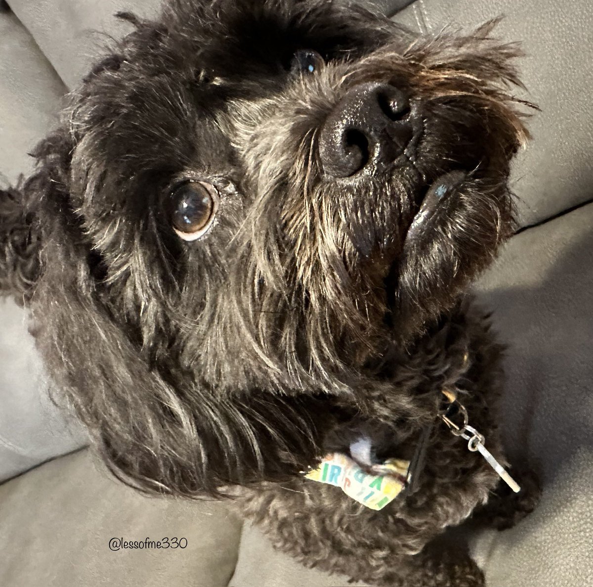 lessofme330's tweet photo. OMD FRENS! What a Barkday cake I had!  I scarfed da bacon before mommy even got the camera going. And I got a pic wiff my bow tie showing. Pawmazing celebration. #thisis3 #Birthday2023 #DogsofTwittwr https://t.co/ncyOsTIJpn