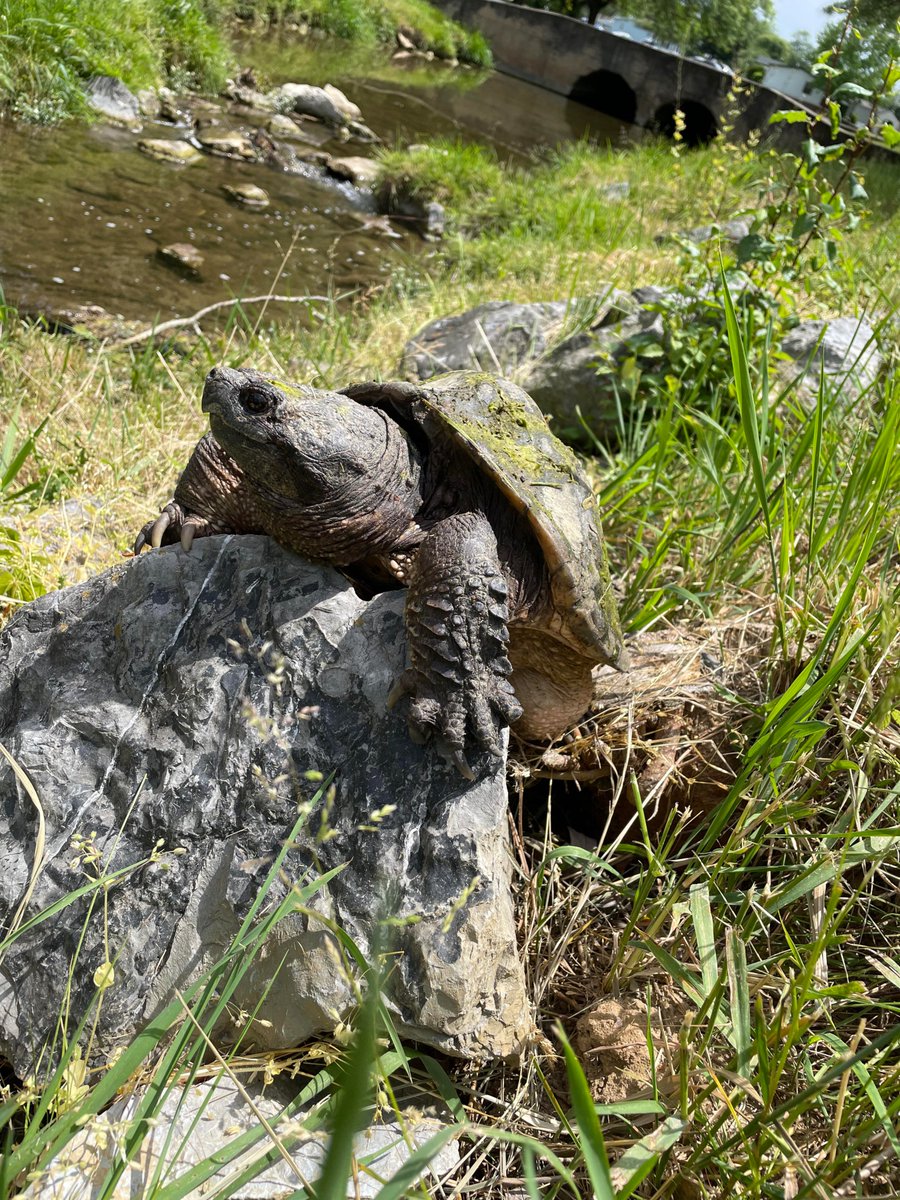 InLikeClint's tweet photo. @interne42111443 Happy #TurtleFriday! Love ya! 😘🐢 https://t.co/tsvjrl173a