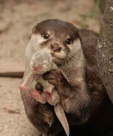 Proud Mama Otter showing off her newborn 💙💙💙