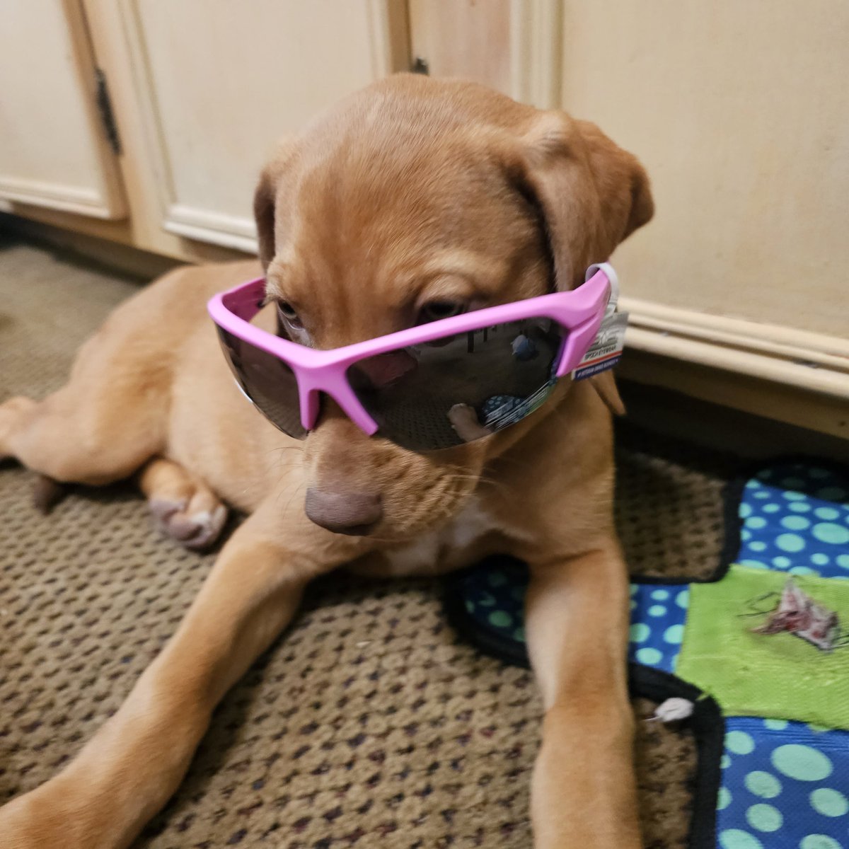 AUÐ ✝️🇺🇸🐕 tweet media