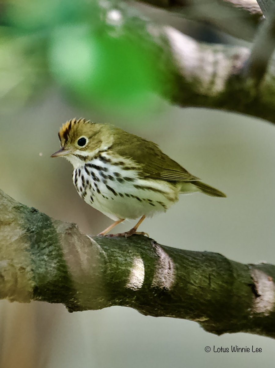 Lotus Winnie Lee tweet media