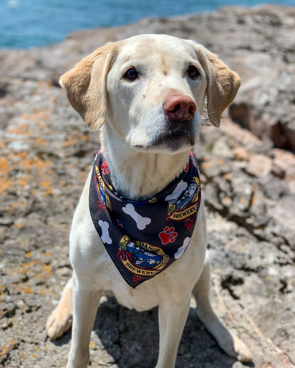 cdangerbrewer's tweet image. Dangerously good dog alert. 🚨
Miss Lola loves her bandana and hopes you get one for your doggo, too! 🐾

shop.castledangerbrewery.com/products/castl…

#castledangerbrewery #brewerydog #dangerouslygooddog #northshoremn