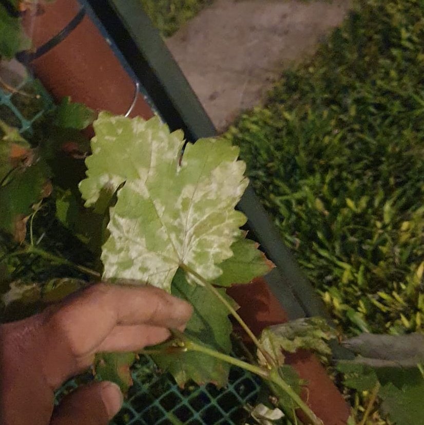 Querido <a href="/MatiasMorcos/">Matias Morcos</a> Qué tengo que hacer con la plantita de criolla?? Ayuda por favor! <a href="/AndrexDeLarge/">Toronja Hidraulica</a> <a href="/winemarchands/">@wineMarchands</a>