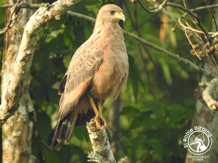 I can see it all!

¡Lo puedo ver todo!

🇨🇴 Bebehumo
🇬🇧 Savanna hawk
👩‍🔬 Buteogallus meridionalis
🌳 Puerto Nare (ANT), Colombia

#BirdsSeenIn2023 #Birds #Aves #Faglar #Fugler #Vogel #Uccelli #Ocells #Oiseau #BirdPhotography #NaturePhotography #BirdsOfTwitter