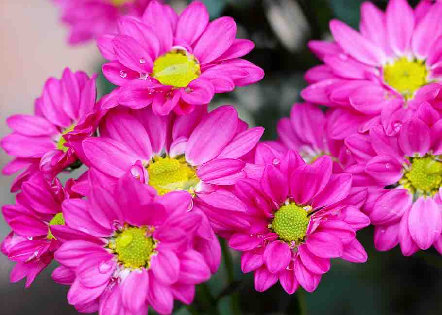 Some cheerful daisies to brighten your evening. 🌸

#steinflorist #steinyourflorist #flowers #florist #flowershop #floristry #shopsmall #shoplocal #smallbusiness #phillyflorist #philadelphiaflorist #NJflorist #daisy #daisies #chrysanthemums #mums #flora #floral #flores #beautiful