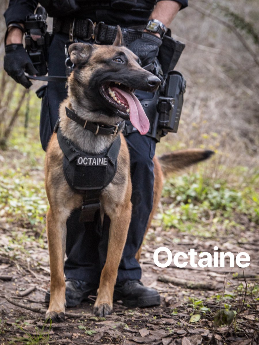 ⭐️IT'S OFFICIAL! K9 Ranger & K9 Octaine are sworn in as officers.  K-9 Partners are carefully selected and paired with their handlers, who they live with full time. K-9s train and work to keep officers and the public, safe. #PetAppreciationWeek  Show us your pets in the comments.
