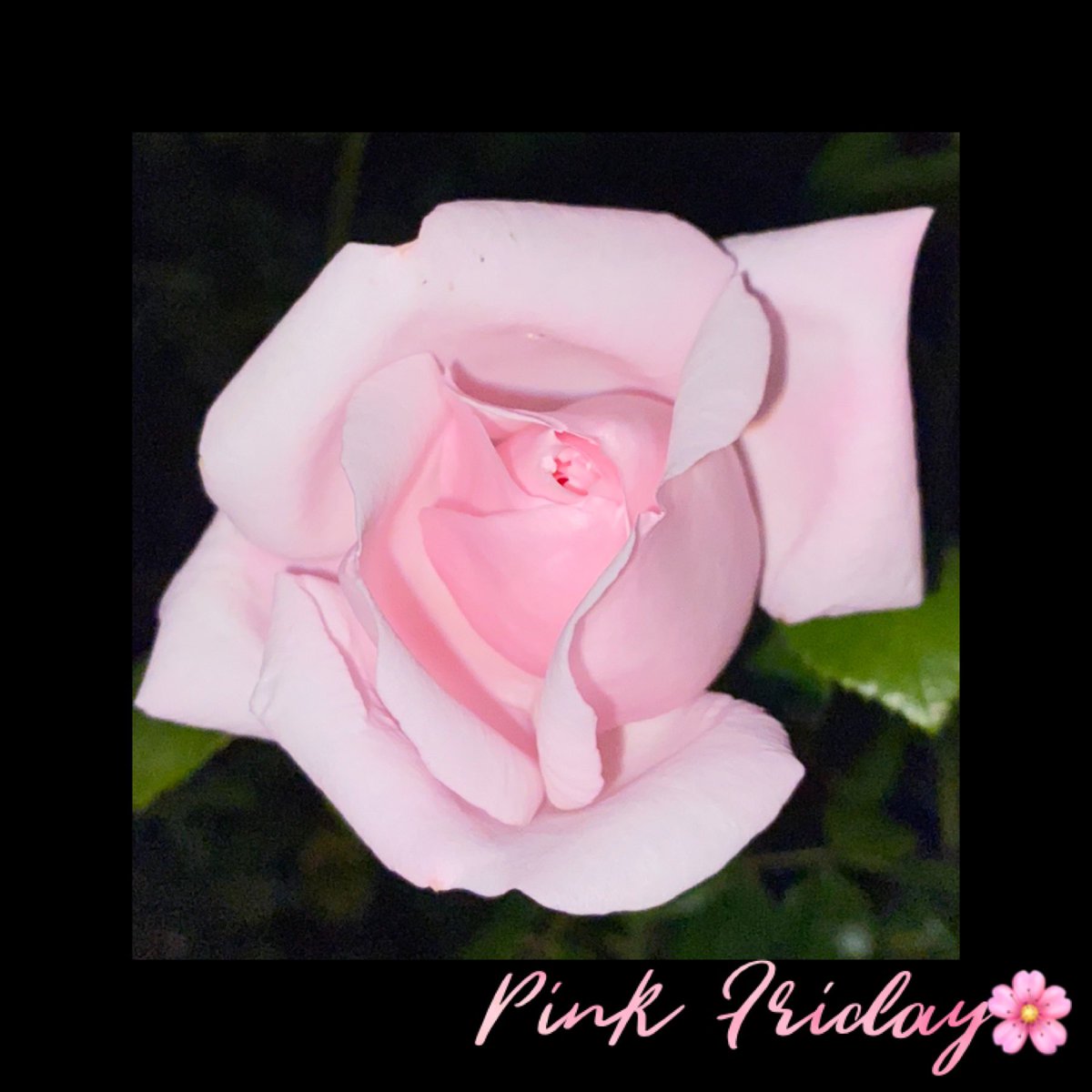 Here’s our #PinkFriday moment 2 cut through the grime of news & 4 a peaceful #weekend, lovely people!🌸🤗
Still, while taking care of u & urs, spare a thought 4 the less fortunate, those feeling alone, 4 #Ukraine, their people. Give #Kindness💗🌸#Pink #rose #FridayMotivation💗
