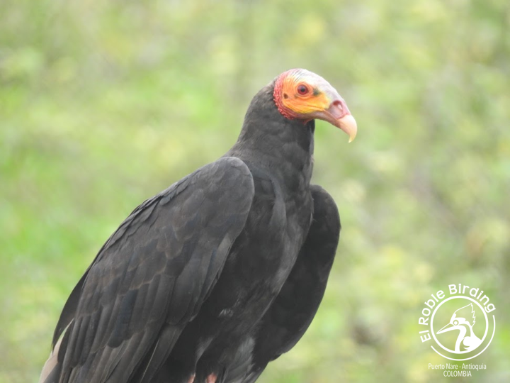 We all wear masks

Todo llevamos alguna máscara

🇨🇴 Guala sabanera
🇬🇧 Lesser yellow-headed vulture
👩‍🔬 Cathartes burrovianus
🌳 Puerto Nare (ANT), Colombia

#BirdsSeenIn2023 #Birds #Aves #Fåglar #Fugler #Vogel #Uccelli #Ocells #Oiseau #BirdPhotography #NaturePhotography