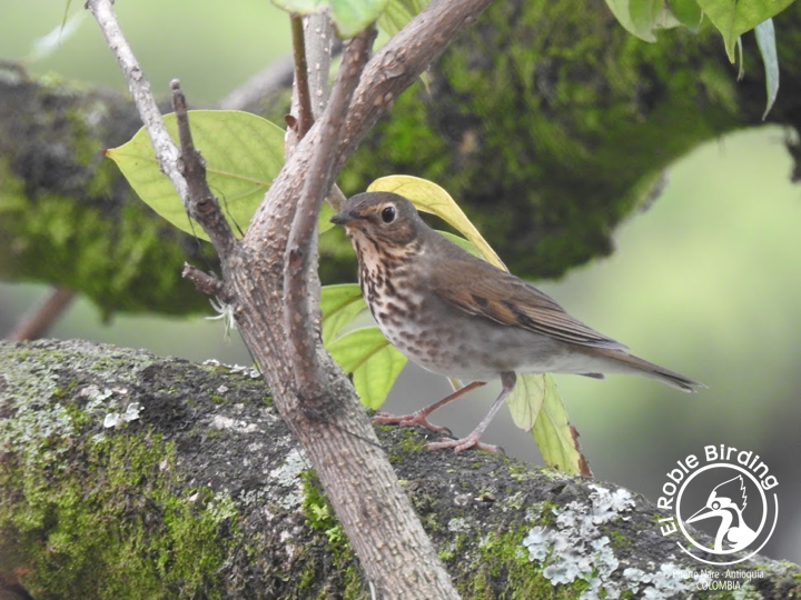 We miss you already. Come back!

Ya te extrañamos. ¡Regresa!

🇨🇴 Zorzal de Swainson
🇬🇧 Swainson's thrush
👩‍🔬 Catharus ustulatus
🌳 Puerto Nare (ANT), Colombia

#BirdsSeenIn2023 #Birds #Aves #Fåglar #Fugler #Vogel #Uccelli #Ocells #Oiseau #BirdPhotography #NaturePhotography