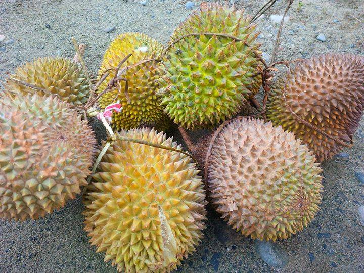 #Durian d'Indonésie...