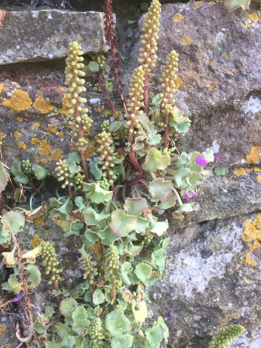 Day 9. the navelwort is looking dry #30DaysWild
