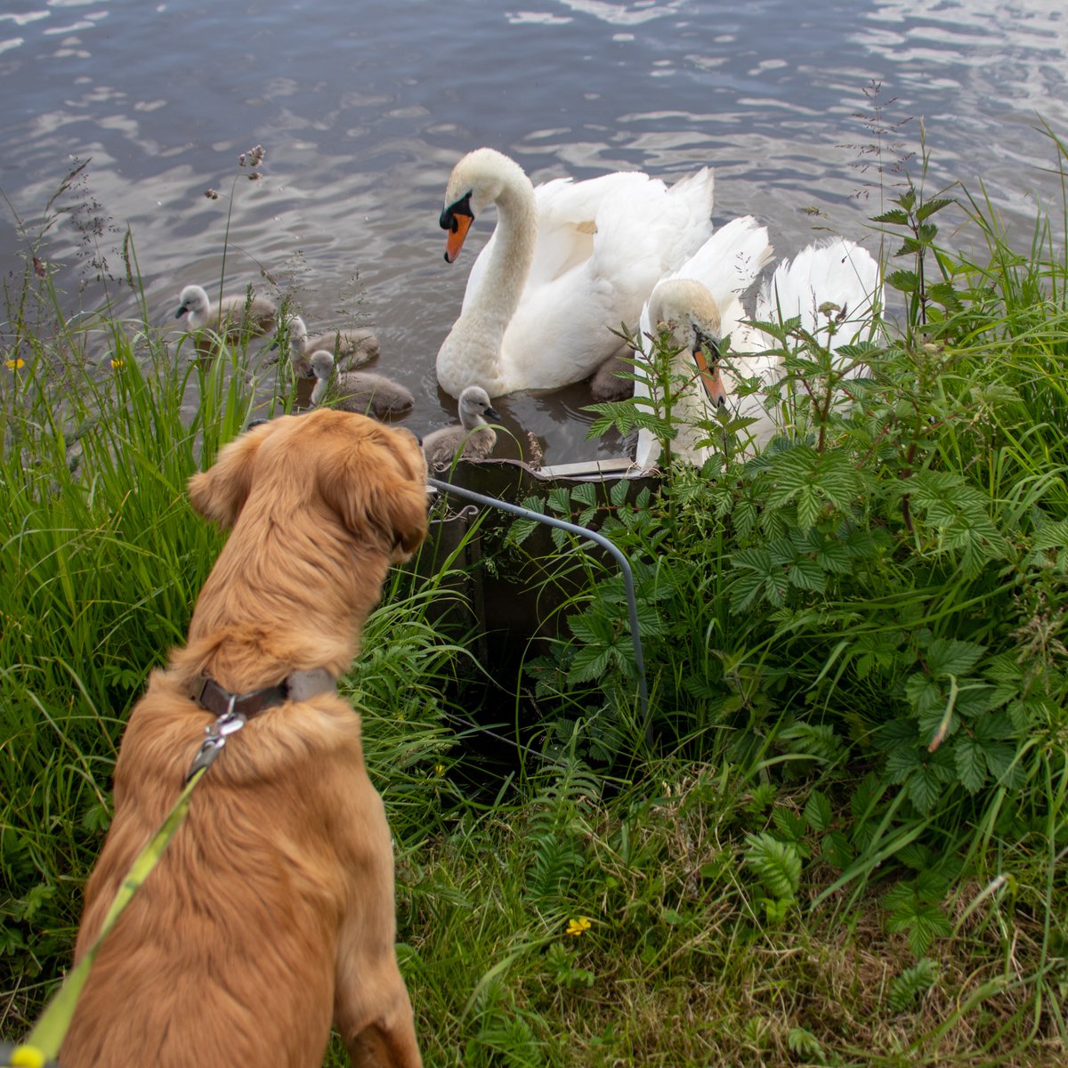 Finlay saying hello to the #swans and #cygnets on the #coventrycanal while out on his #canalathon. #redmoonshine #finlay #goldenretriever #goldenpuppy #naturephotography #animalphotography #lifesbetterbywater #boatsthattweet #nuneaton #springwoodhaven #outdoorphotography