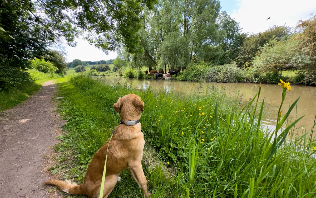 #Buzzard and #cows in one shot, Finlay enjoying the view. #coventrycanal #redmoonshine #boatsthattweet #lifesbetterbywater #springwoodhaven #nuneaton #canalwalks #canalathon #goldenretriever #puppyphotos #goldenpuppy #naturephotography #dogphotography