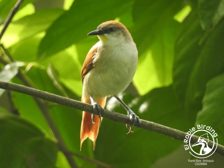 My best profile.

Mi mejor perfil.

🇨🇴 Chamicero barbiamarillo
🇬🇧 Yellow-chinned spinetail
👩‍🔬 Certhiaxis cinnamomeus
🌳 Puerto Nare (ANT), Colombia

#BirdsSeenIn2023 #Birds #Aves #Fåglar #Fugler #Vogel #Uccelli #Ocells #Oiseau #BirdPhotography #NaturePhotography