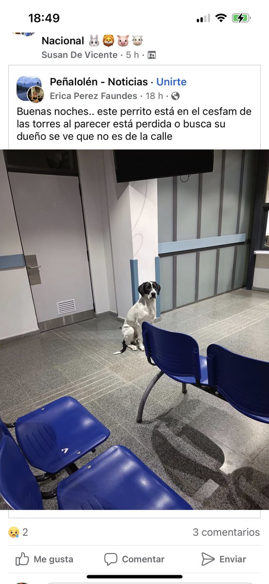 Lo reconoce ?? Se encuentra en el Cesfam las torres está perrita , busca a sus dueños rt