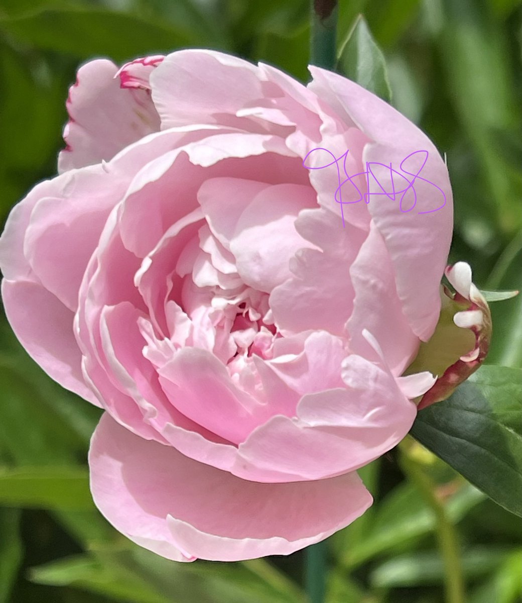 #Plants #plantlover #lifeIsGreat  #gardening  #GardenersWorld #flowers #GardeningTwitter #happiness #NatureBeauty 1 of my favs #peony 🤎🤍🤭