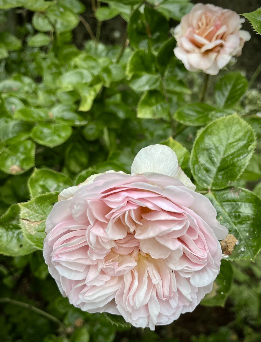 fugitiveink's tweet photo. If you’re in north Norfolk today, do check out the “Wiveton Wander” taking place from 10.30 am to 5 pm: ten beautiful open gardens, tea, cakes, plant sale etc, all to raise money for essential church repairs. Tickets £5 from the Wiveton village green. And we might have sunshine! https://t.co/aR0LLOJesJ